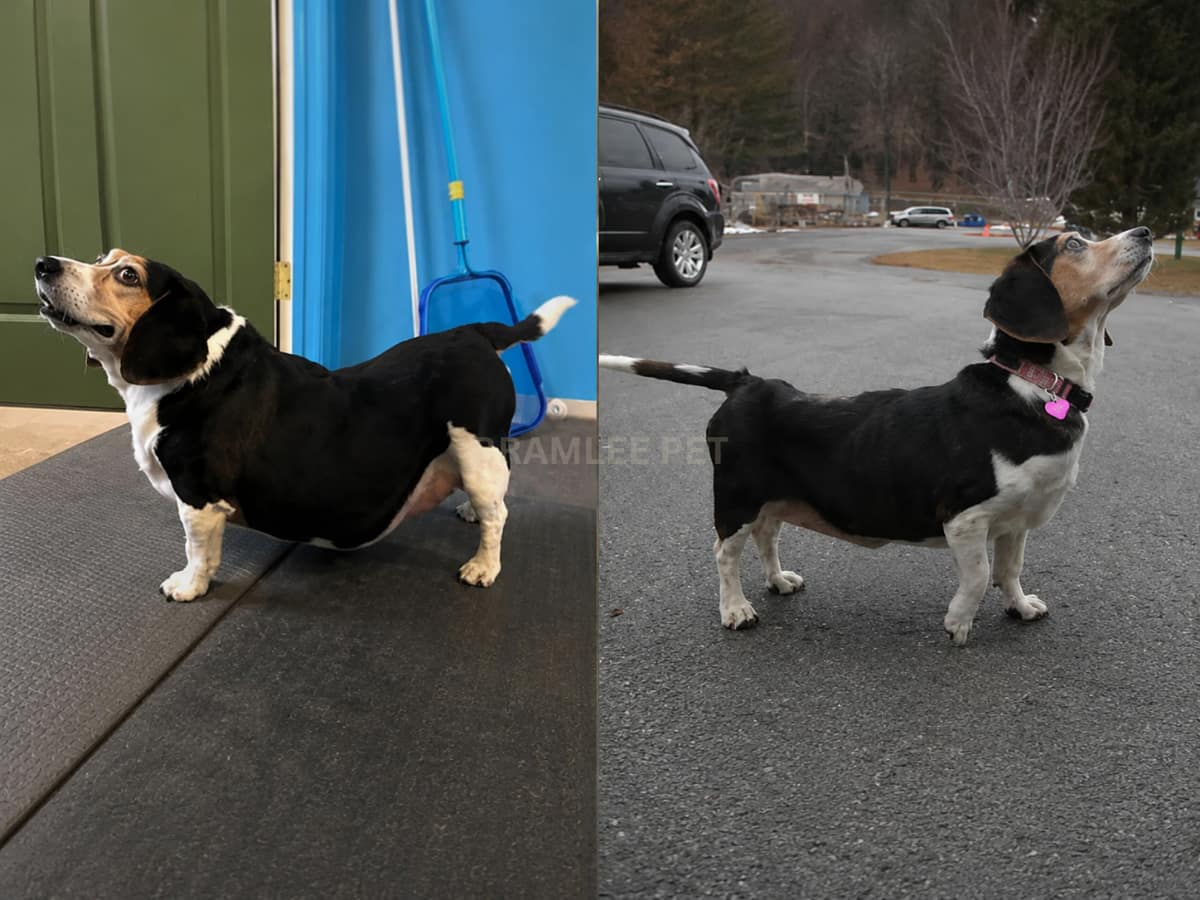 Milo before and after