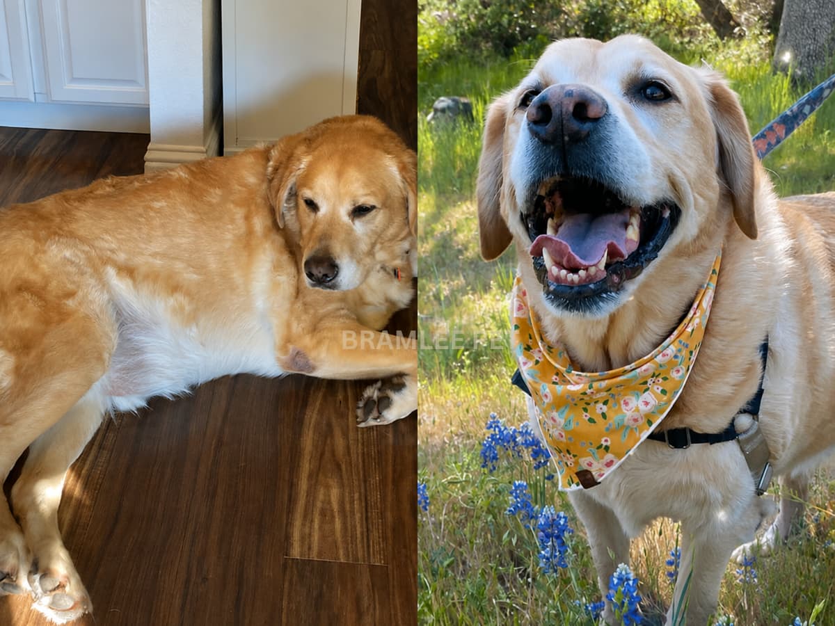Charlie before and after
