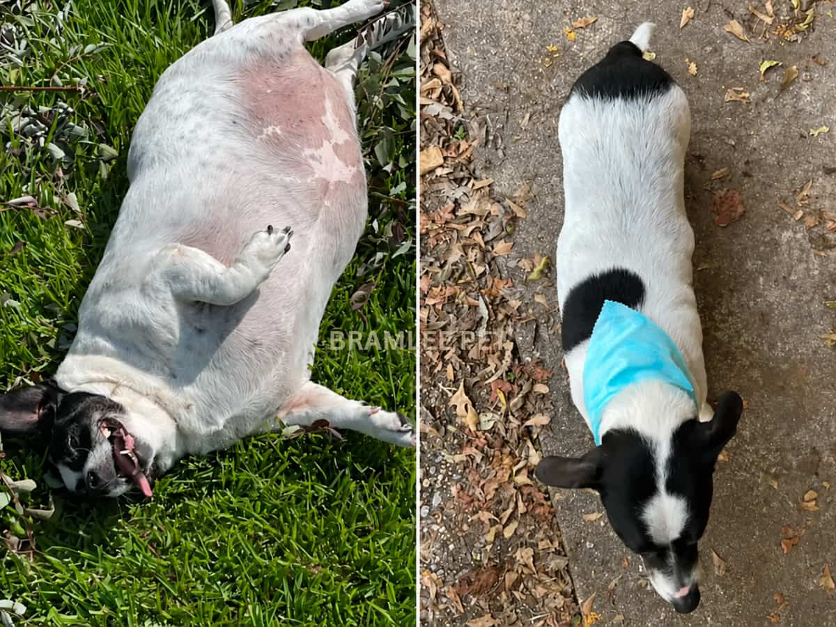 Charlie before and after
