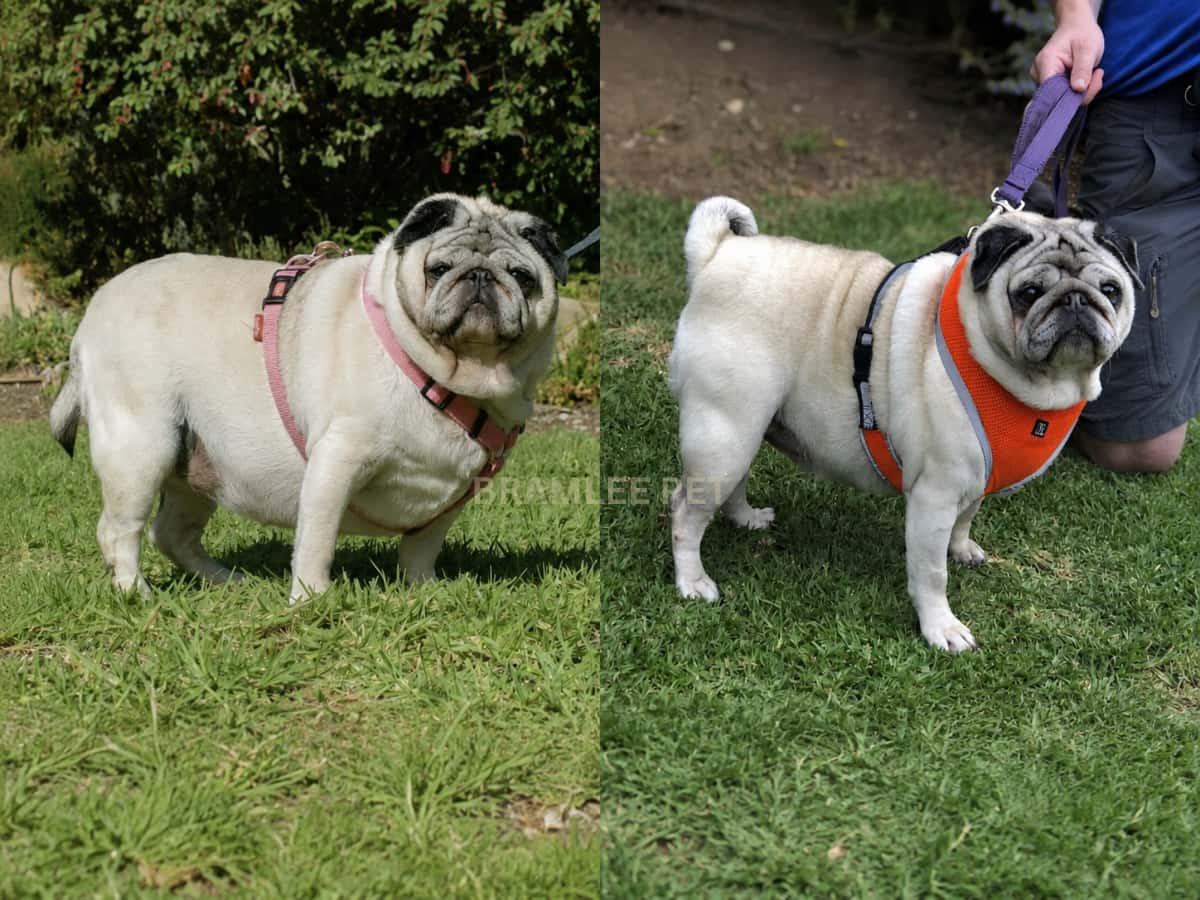 Winston before and after