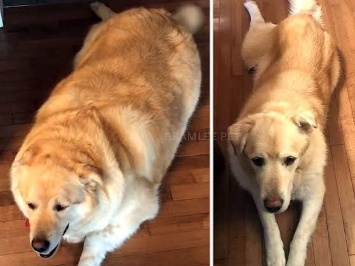 Cooper before and after