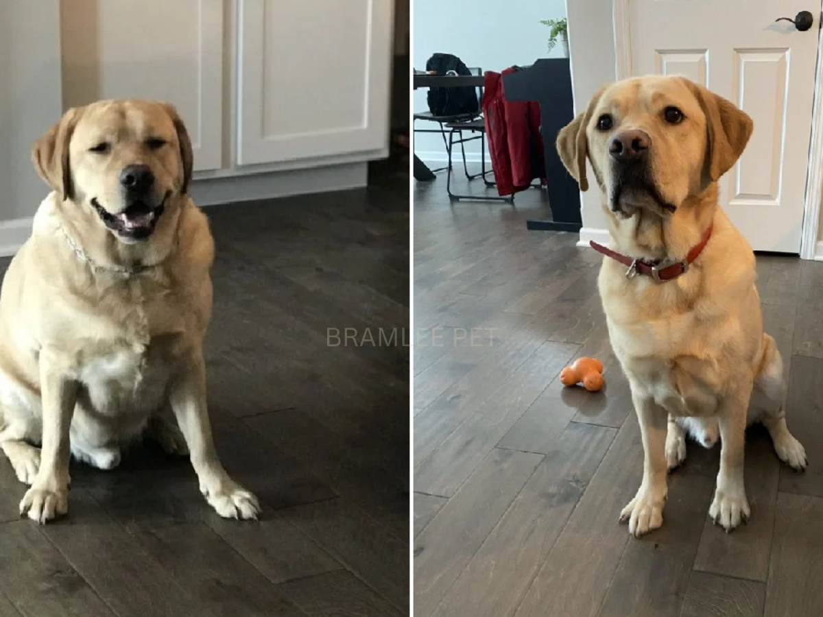 Bailey before and after