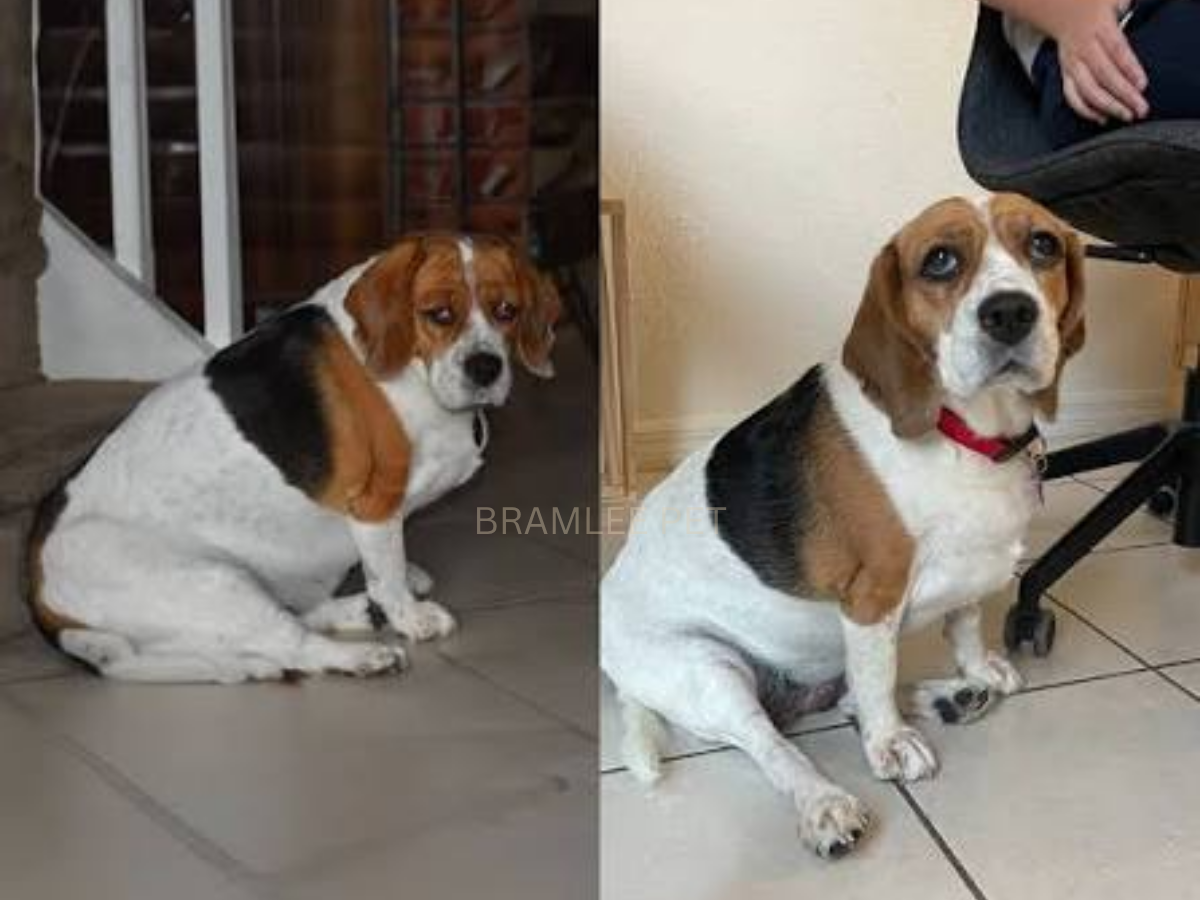 Daisy before and after