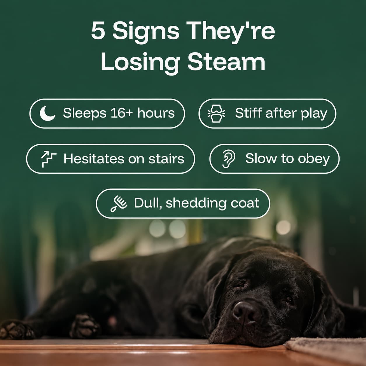 The Science-Backed Approach to Supporting Your Dog’s Healthspan