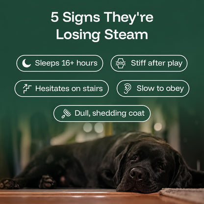The Science-Backed Approach to Supporting Your Dog’s Healthspan