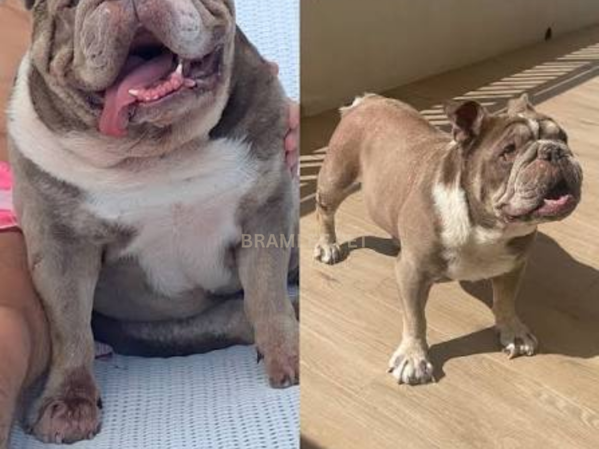 Bruno before and after