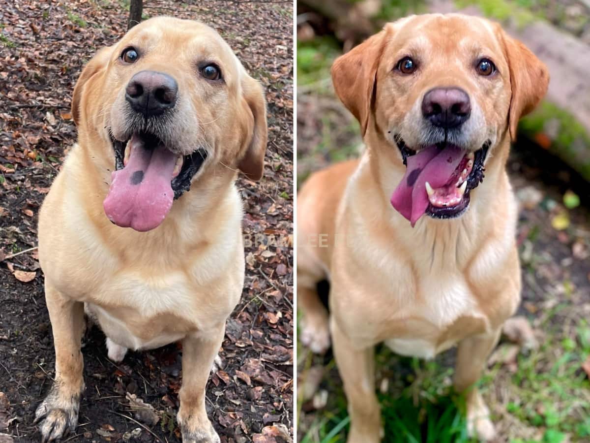 Teddy before and after
