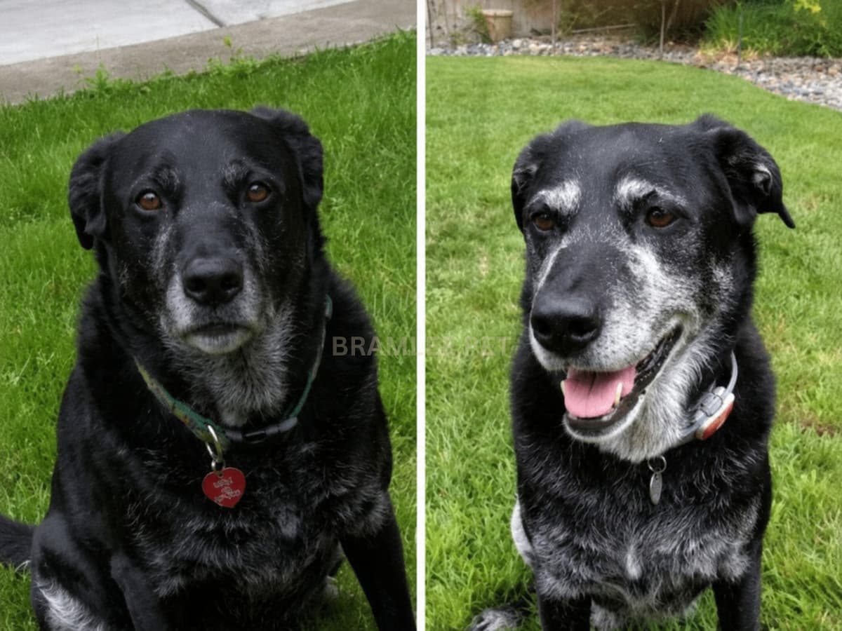 Nicky before and after
