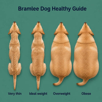 The Daily Formula Built for Your Dogs’ Weight, Joints & Energy