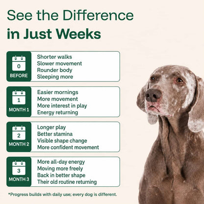 The Daily Formula Built for Your Dogs’ Weight, Joints & Energy