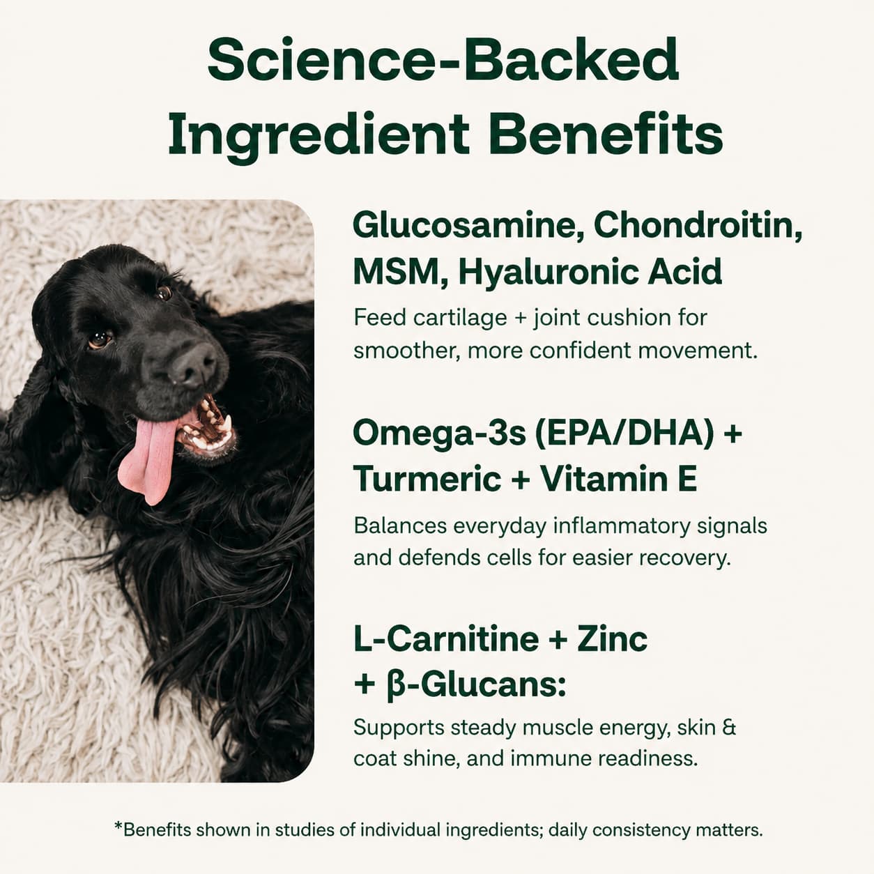 The Complete Daily Formula That Replaces 5+ Supplements Your Dog Won't Take
