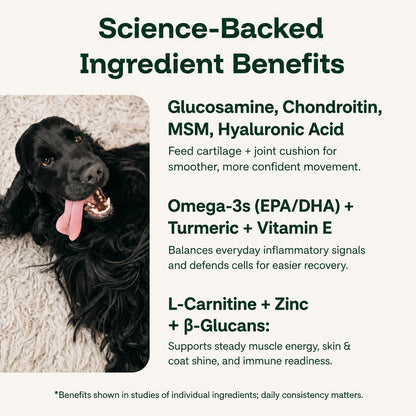 The Complete Daily Formula That Replaces 5+ Supplements Your Dog Won't Take