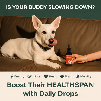 The Science-Backed Approach to Supporting Your Dog’s Healthspan