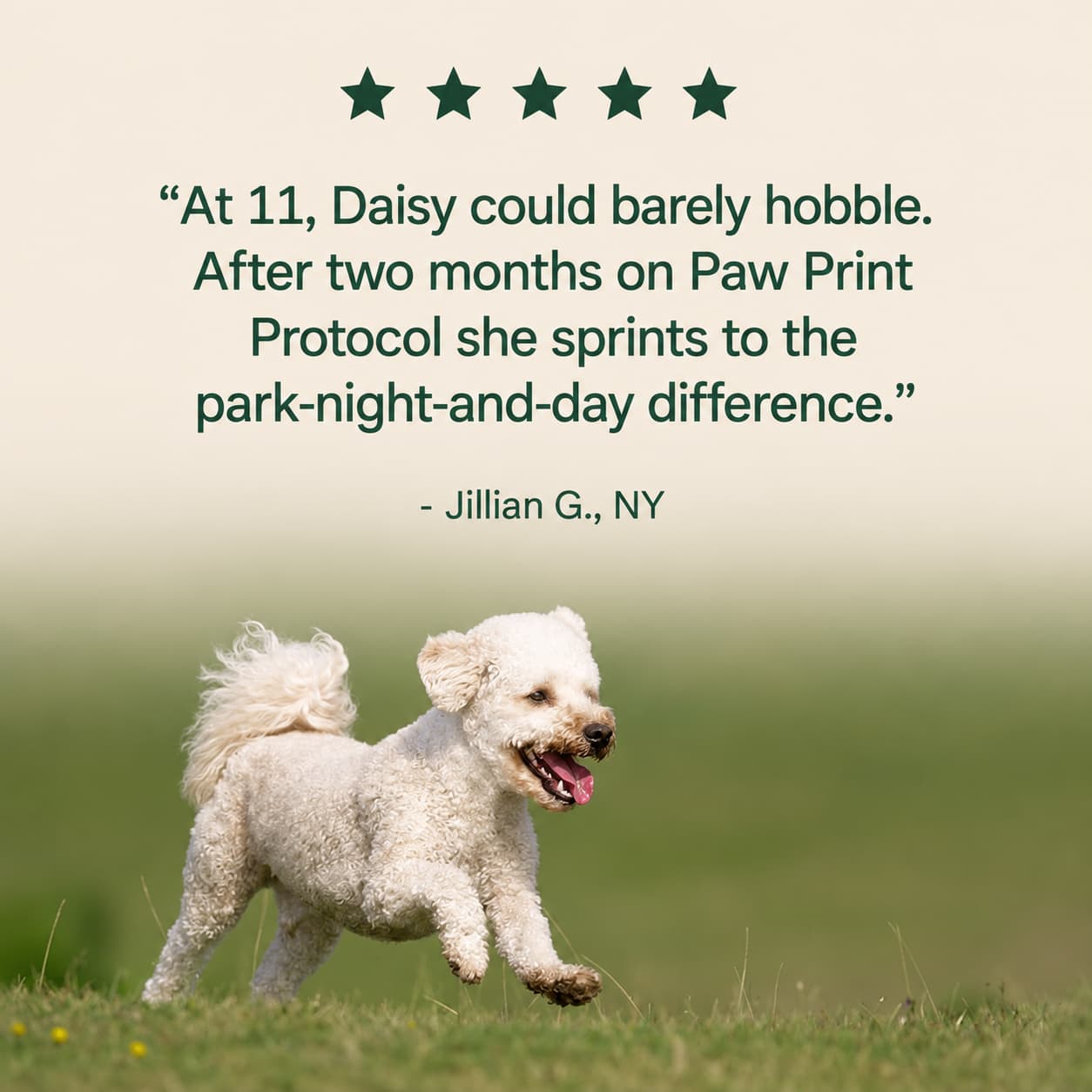 The Science-Backed Approach to Supporting Your Dog’s Healthspan