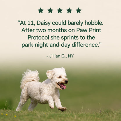 The Science-Backed Approach to Supporting Your Dog’s Healthspan