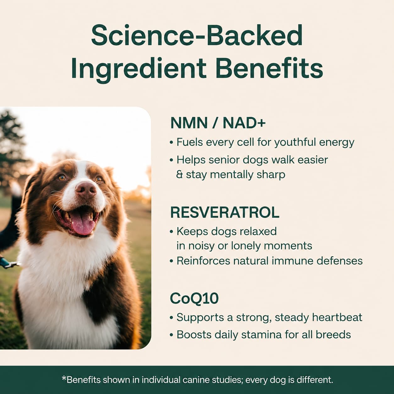 The Science-Backed Approach to Supporting Your Dog’s Healthspan