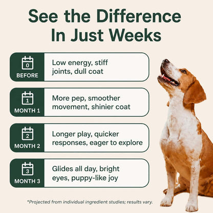 The Science-Backed Approach to Supporting Your Dog’s Healthspan