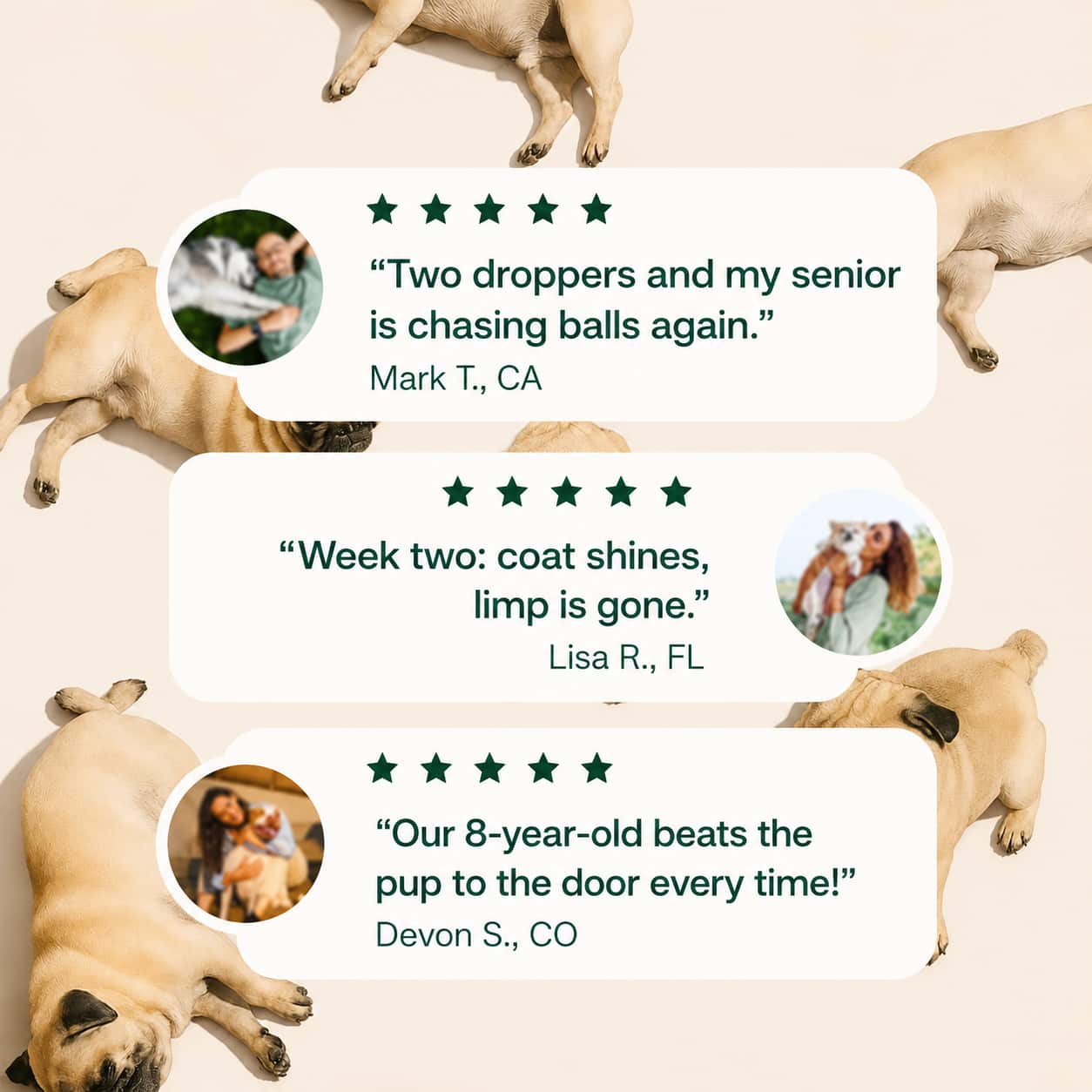The Science-Backed Approach to Supporting Your Dog’s Healthspan