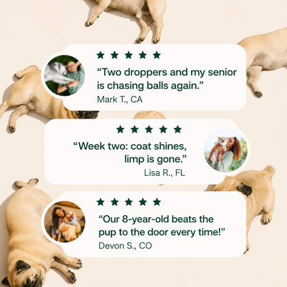 The Science-Backed Approach to Supporting Your Dog’s Healthspan